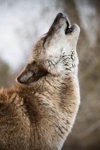 Preview wallpaper wolf, howling, predator, wildlife