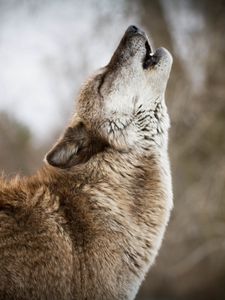 Preview wallpaper wolf, howling, predator, wildlife