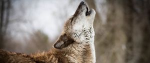 Preview wallpaper wolf, howling, predator, wildlife