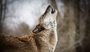 Preview wallpaper wolf, howling, predator, wildlife