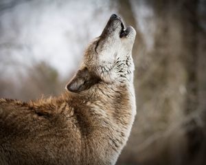 Preview wallpaper wolf, howling, predator, wildlife