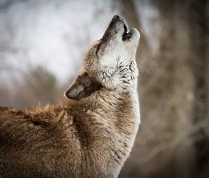 Preview wallpaper wolf, howling, predator, wildlife