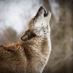 Preview wallpaper wolf, howling, predator, wildlife
