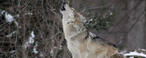 Preview wallpaper wolf, howling, snow, forest