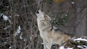 Preview wallpaper wolf, howling, snow, forest