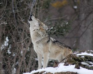 Preview wallpaper wolf, howling, snow, forest