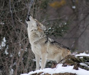 Preview wallpaper wolf, howling, snow, forest