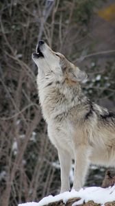 Preview wallpaper wolf, howling, wildlife, winter, predator