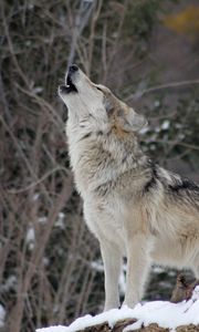 Preview wallpaper wolf, howling, wildlife, winter, predator