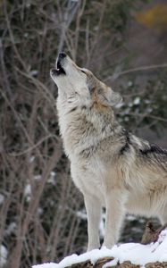 Preview wallpaper wolf, howling, wildlife, winter, predator