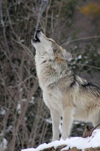 Preview wallpaper wolf, howling, wildlife, winter, predator