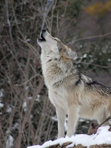 Preview wallpaper wolf, howling, wildlife, winter, predator