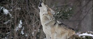 Preview wallpaper wolf, howling, wildlife, winter, predator