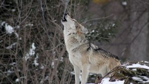 Preview wallpaper wolf, howling, wildlife, winter, predator