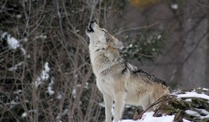 Preview wallpaper wolf, howling, wildlife, winter, predator