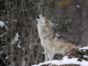 Preview wallpaper wolf, howling, wildlife, winter, predator