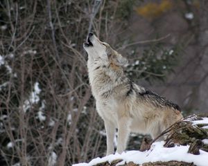 Preview wallpaper wolf, howling, wildlife, winter, predator