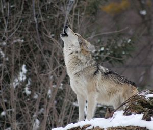 Preview wallpaper wolf, howling, wildlife, winter, predator