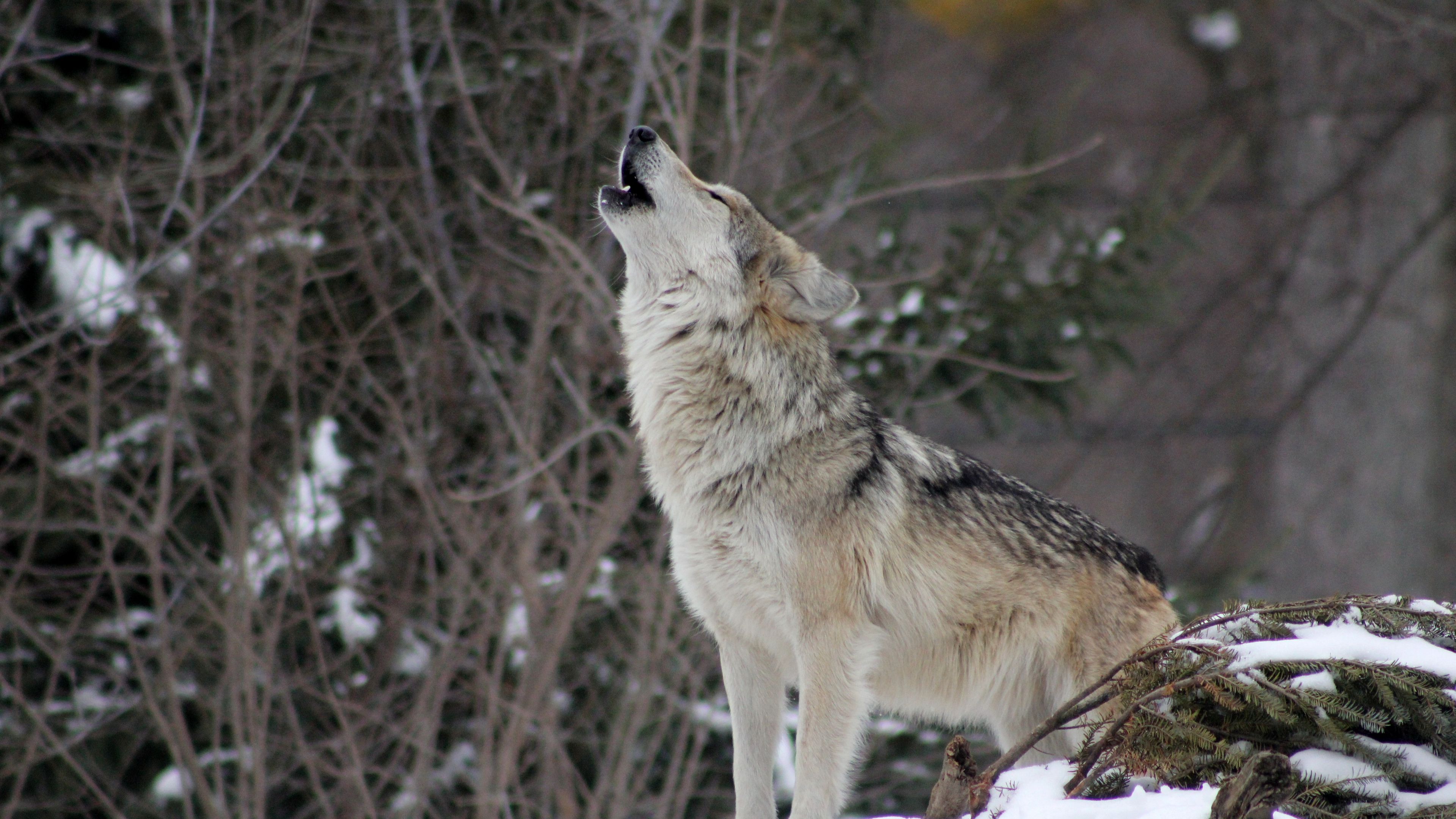 Download wallpaper 3840x2160 wolf, howling, wildlife, winter, predator ...