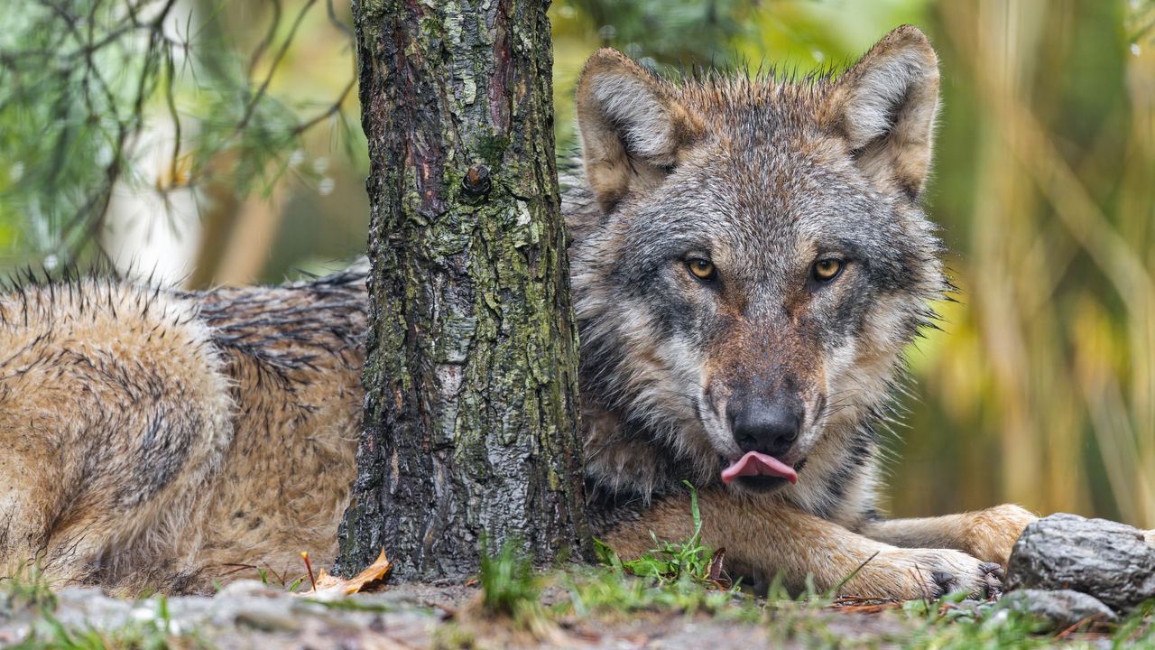 Wallpaper wolf, lick, predator, animal, tree