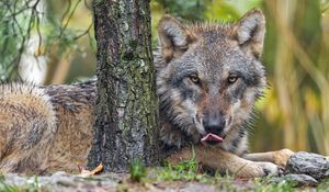 Preview wallpaper wolf, lick, predator, animal, tree