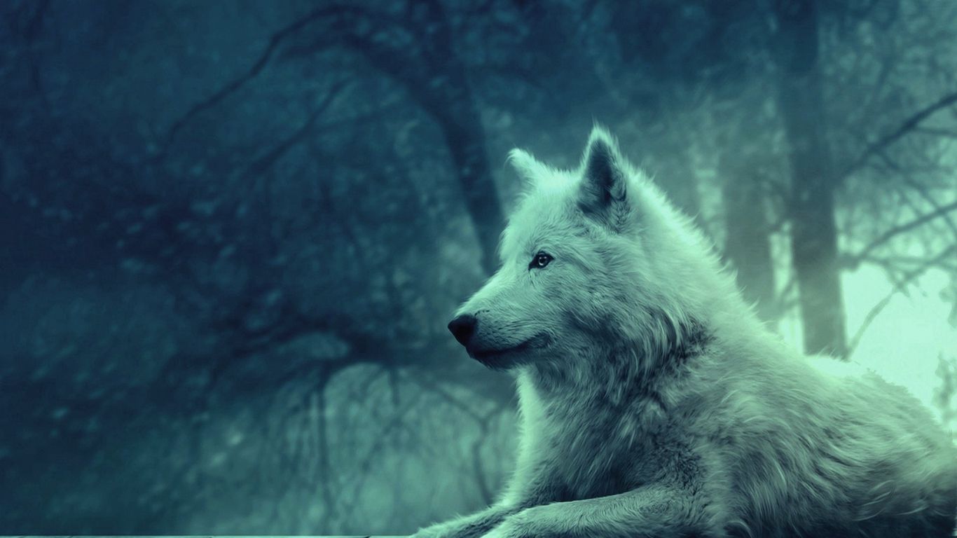 Download wallpaper 1366x768 wolf, light, forest, wild, calm, peace tablet,  laptop hd background