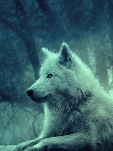 Wolf old mobile, cell phone, smartphone wallpapers hd, desktop backgrounds  240x320, images and pictures