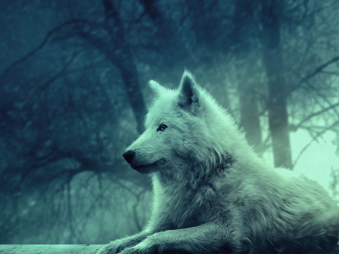 1152x864 Wallpaper wolf, light, forest, wild, calm, peace