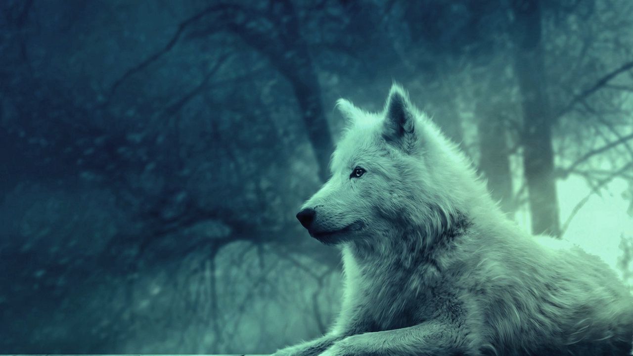 Wallpaper wolf, light, forest, wild, calm, peace