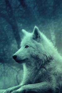 Preview wallpaper wolf, light, forest, wild, calm, peace