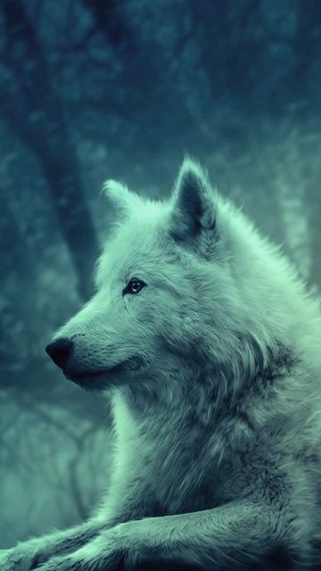 360x640 Wallpaper wolf, light, forest, wild, calm, peace