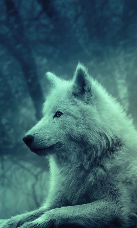 480x800 Wallpaper wolf, light, forest, wild, calm, peace