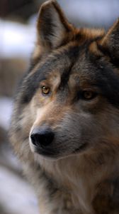 Preview wallpaper wolf, look, wild, spotted