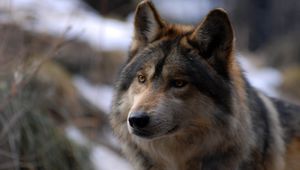 Preview wallpaper wolf, look, wild, spotted
