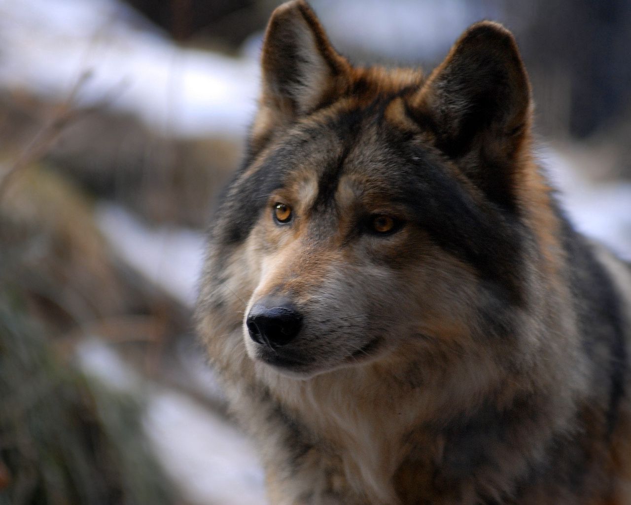 Download wallpaper 1280x1024 wolf, look, wild, spotted standard 5:4 hd ...