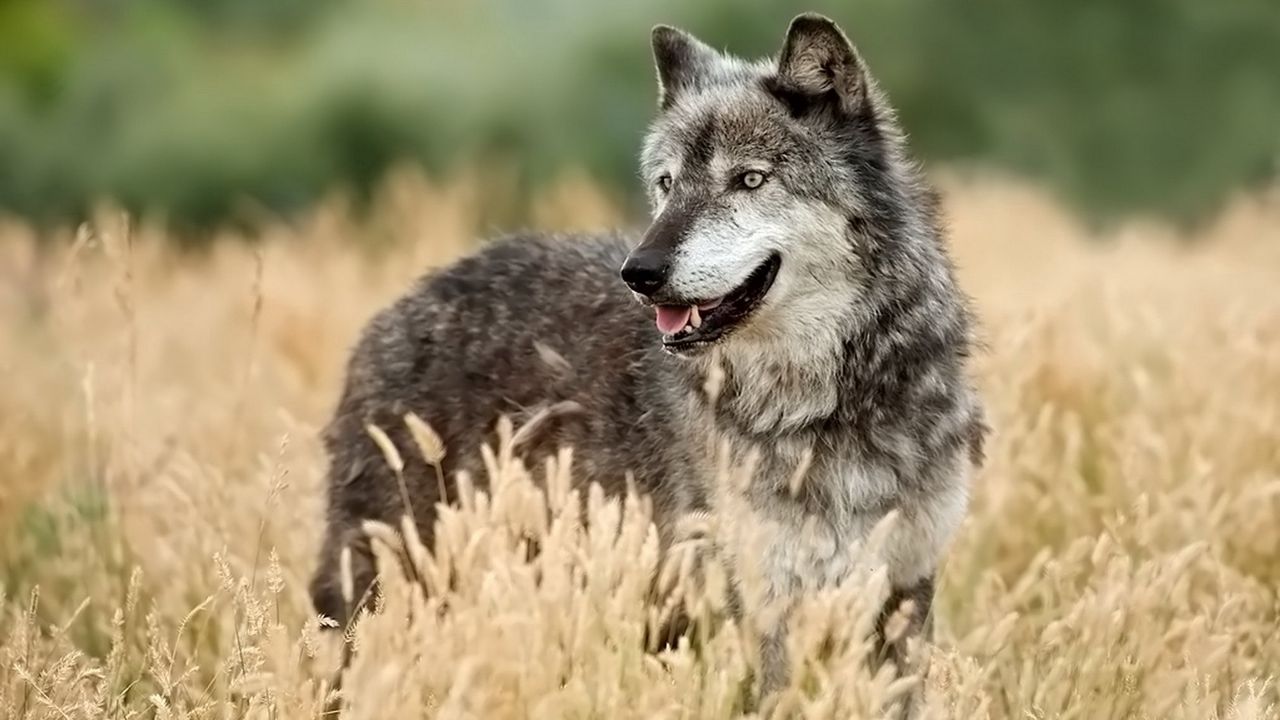 Wallpaper wolf, looking out, grass, hunting