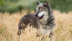 Preview wallpaper wolf, looking out, grass, hunting