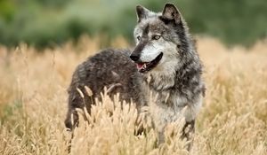 Preview wallpaper wolf, looking out, grass, hunting