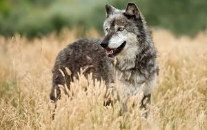 Preview wallpaper wolf, looking out, grass, hunting
