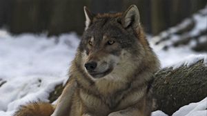 Preview wallpaper wolf, male, leader, winter, forest
