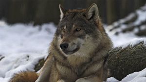 Preview wallpaper wolf, male, leader, winter, forest