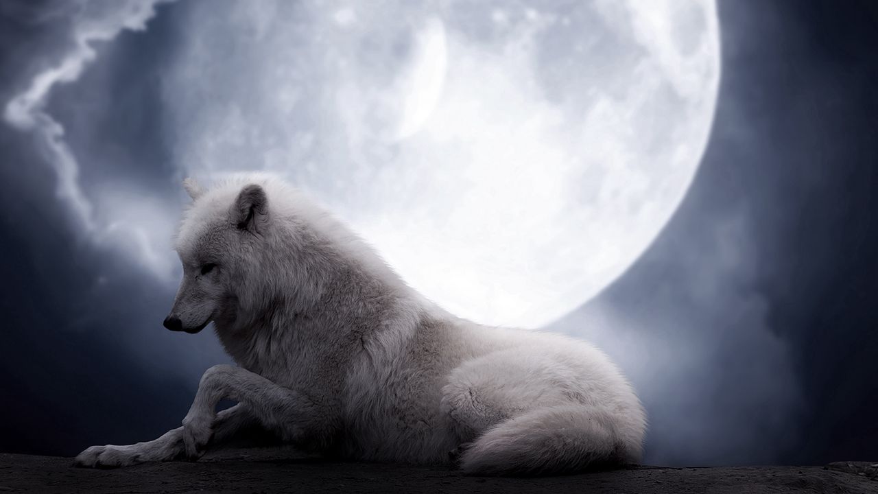 Wallpaper wolf, moon, lie, predator