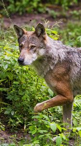 Preview wallpaper wolf, movement, predator, animal, leaves