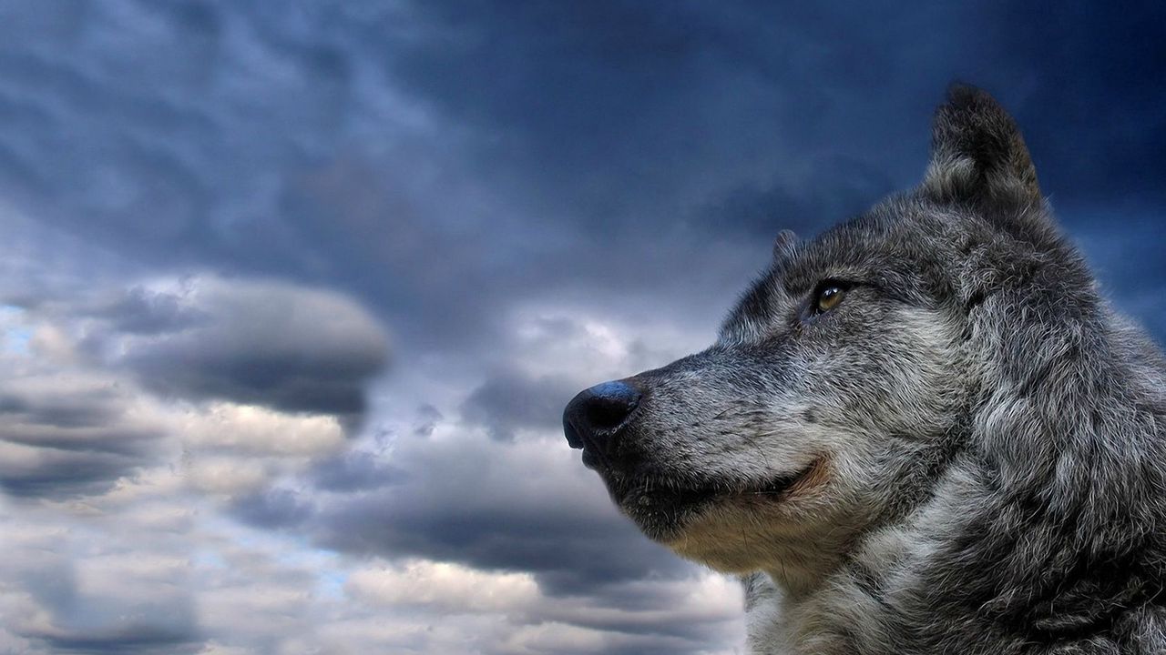 Wallpaper wolf, muzzle, dog, sky, view, meditation