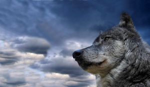 Preview wallpaper wolf, muzzle, dog, sky, view, meditation