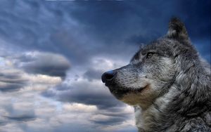Preview wallpaper wolf, muzzle, dog, sky, view, meditation
