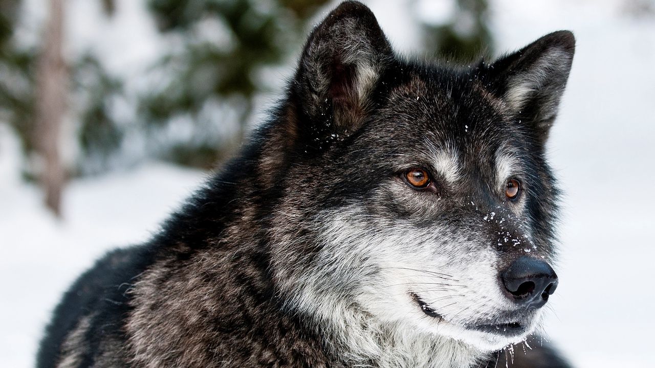 Wallpaper wolf, muzzle, eyes, predator