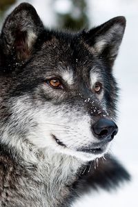 Preview wallpaper wolf, muzzle, eyes, predator