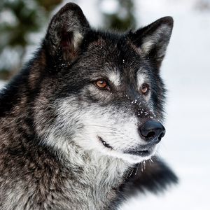 Preview wallpaper wolf, muzzle, eyes, predator