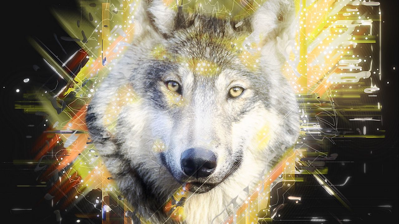 Wallpaper wolf, muzzle, predator, art